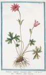 Anymone latifolia, Saniculae folio = Elleboro falso minore. [Flat-leaf Anemone]