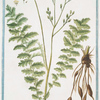 Filipendula vulgaris, an Molon Plinii = Filipendula = La Filipendule. [meadowsweet; dropwort]