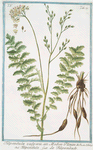 Filipendula vulgaris, an Molon Plinii = Filipendula = La Filipendule. [meadowsweet; dropwort]