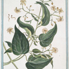 Climatitis Silvestris Latiafolia = Vitalbia = La Clematite. [Traveller's joy; Old man's beard]