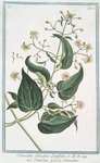 Climatitis Silvestris Latiafolia = Vitalbia = La Clematite. [Traveller's joy; Old man's beard]