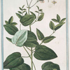 Clematitis, sive flammula scandens tenuifolia flore albo = Clematitide = La Clematite. [Fragrant virgin's bower]
