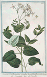 Clematitis, sive flammula scandens tenuifolia flore albo = Clematitide = La Clematite. [Fragrant virgin's bower]