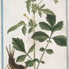 Caryophyllata vulgaris = Geum = Garofolata = Benoite. [Clove group]