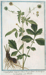 Caryophyllata vulgaris = Geum = Garofolata = Benoite. [Clove group]