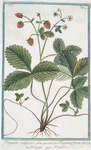 Fragaria vulgaris = Fragarta ferens == Fravola = Fraisier. [Strawberry]
