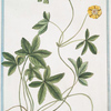 Quinque folium majus repens = Cinquefoglio = Quinte-feuille.