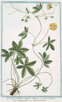 Quinque folium majus repens = Cinquefoglio = Quinte-feuille.