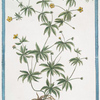 Tormentilla Sylvestris = Tormentilla = Tormentille. [Blood root, Shepherd's Knot, English Sarasaparilla, Ewe Daisy]