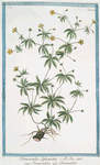 Tormentilla Sylvestris = Tormentilla = Tormentille. [Blood root, Shepherd's Knot, English Sarasaparilla, Ewe Daisy]