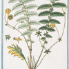 Pentophylloi-des argenteum alatum Seu Potentilla = Potemto;;a = L'Argentine. [Silver cinquefoil]