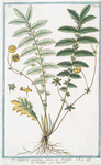 Pentophylloi-des argenteum alatum Seu Potentilla = Potemto;;a = L'Argentine. [Silver cinquefoil]