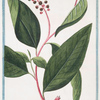 Phytolacca Americana majori fructu = Uva dell'Indie = Le Raisin d'Amerique. [American Pokeweed, Poke salat, Pigeonberry]