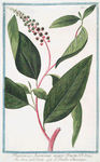 Phytolacca Americana majori fructu = Uva dell'Indie = Le Raisin d'Amerique. [American Pokeweed, Poke salat, Pigeonberry]