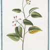 Aralia canadensis = Panaces racemosa canad = Aralia. [American spikenard; Petty morel; Life-of-man]