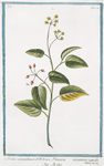 Aralia canadensis = Panaces racemosa canad = Aralia. [American spikenard; Petty morel; Life-of-man]