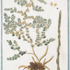 Asperagus aculeatus tribus, aut quatuor spinis ad  edeundem exortum = Sparagpma. o Sparagie Salvatici = L'Asperge. [Wild Asperagus]