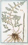 Asperagus aculeatus tribus, aut quatuor spinis ad  edeundem exortum = Sparagpma. o Sparagie Salvatici = L'Asperge. [Wild Asperagus]