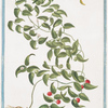 Medeola asparagoides.