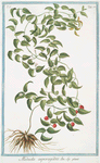 Medeola asparagoides.
