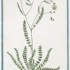 Cuminoides vulgare = Lagoecia = Cimio = Le Cumin. [Wild Cumin]