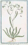 Cuminoides vulgare = Lagoecia = Cimio = Le Cumin. [Wild Cumin]
