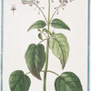 Circaea Lutetiana = Ocimastrum verrucarium = Circea = La Gorcée [Broadleaf enchanter's nightshade, Common witch herb]