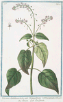Circaea Lutetiana = Ocimastrum verrucarium = Circea = La Gorcée [Broadleaf enchanter's nightshade, Common witch herb]