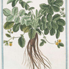 Agrimonoides = Agrimonia piccola = Petite Aigremoine. [Small Agrimony]