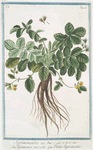 Agrimonoides = Agrimonia piccola = Petite Aigremoine. [Small Agrimony]