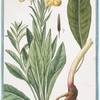 Onagra latifolia = Onagra = L'Herbe aux Anes. [Primerose]