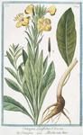 Onagra latifolia = Onagra = L'Herbe aux Anes. [Primerose]