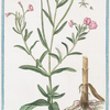 Chamenerion latifolium vulgare = Epilobium = Camenerio = Le petit Laurier rose. [Willow-weed]