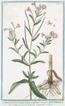 Chamenerion latifolium vulgare = Epilobium = Camenerio = Le petit Laurier rose. [Willow-weed]