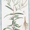 Chamaenerion glabrum minus = Camenerio = Le petit Laurier Rose. [Smooth Fireweed]
