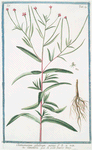 Chamaenerion glabrum minus = Camenerio = Le petit Laurier Rose. [Smooth Fireweed]