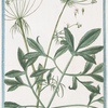 Ammi majus = Ammi Vulgare majus = Ammi Volgare. [Large Bullwort; Bishop's weed]