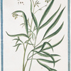 Ammi perenne Moris. Umbel = Eryngium arvense foliis Serrae Similibus = Ammi Critmo = Matthioli = L.Ammi.