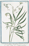Ammi perenne Moris. Umbel = Eryngium arvense foliis Serrae Similibus = Ammi Critmo = Matthioli = L.Ammi.