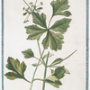 Apium palustre cauliculis procum bentibus adalas floridum = Sellero aquatico = Persil de marais, ou le Céléri. [Marsh-parsley, Milk parsley, Marsh-milkweed]