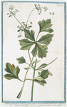 Apium palustre cauliculis procum bentibus adalas floridum = Sellero aquatico = Persil de marais, ou le Céléri. [Marsh-parsley, Milk parsley, Marsh-milkweed]