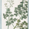 Apium Macidonicum = Petrosellino Maccedonico = Persil de Macedoine.