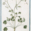 Apium Anisum dictum Semine suave olente majori = Aniso = Persil Anis. [Anise]