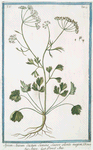 Apium Anisum dictum Semine suave olente majori = Aniso = Persil Anis. [Anise]