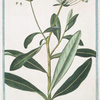 Bupleurum arborescens Salicis folio = Seseli Etiopico = Le Bupleurum en, arbre.