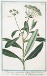Bupleurum arborescens Salicis folio = Seseli Etiopico = Le Bupleurum en, arbre.