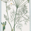 Foeniculum dulce major et albo Semine = Finocchio dolce = Tenouil commmun. [Florence fennel]