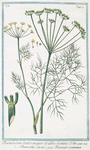 Foeniculum dulce major et albo Semine = Finocchio dolce = Tenouil commmun. [Florence fennel]