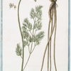 Meum foliis Anethi = Foeniculum alpinum perenne = Meo barbuto = Le Meun. [Fennel]