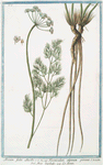 Meum foliis Anethi = Foeniculum alpinum perenne = Meo barbuto = Le Meun. [Fennel]